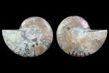 Cut & Polished Ammonite Fossil - Agatized #82296-1